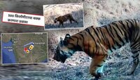 10 दिवसात वाघाने कापलं महाराष्ट्रातलं 500 किमीचं अंतर... चाललाय कुठे? गूढ वाढलं