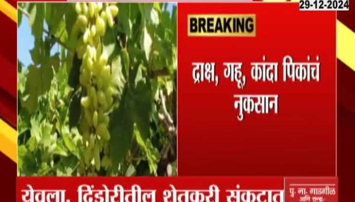 Nashik Crops Damage From Unseasonal Rainfall