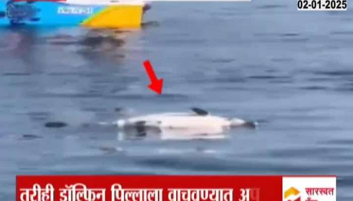 Malvan Dolphin Trying To Alive Samll Dolphine