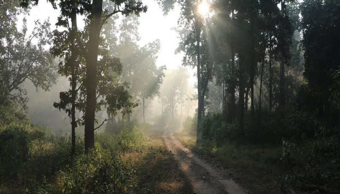 Maharashtra Weather News : पहाटे धुकं, दुपारी उकाडा, रात्री थंडी; तापमानातील चढ- उताराचा हवामानावर विपरित परिणाम 