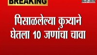 त्र्यंबकेश्वर मंदिर परिसरात पिसाळलेल्या कुत्रा्याने घेतला 10 जणांचा चावा 