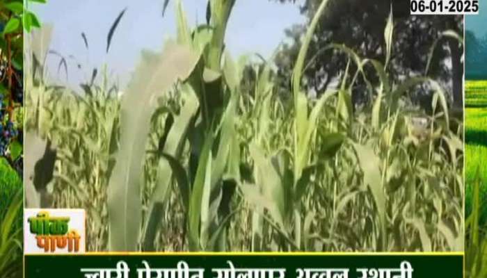 Solapur top spot for sorghum sowing, sorghum sowing on 2 lakh 43 thousand hectares