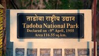 'या' व्यक्तीच्या नावावरुन ठेवण्यात आलंय ताडोबा-अंधारी अभयारण्याचे नाव; वाचा रंजक इति