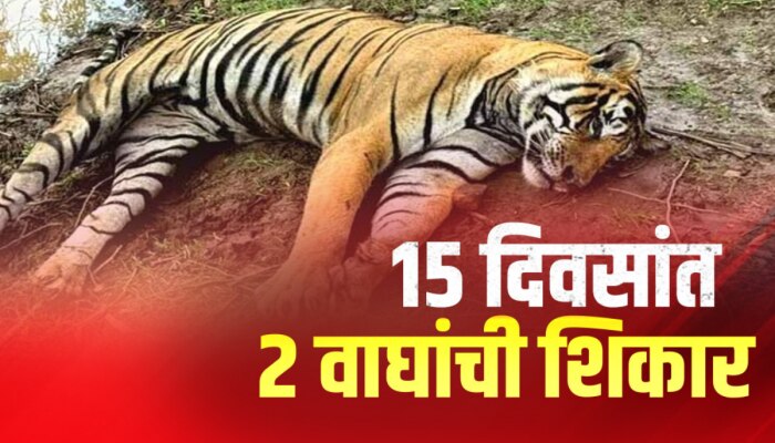 Tigers Poached:वाघांच्या नंदनवनातच वाघ का आलेयत धोक्यात?