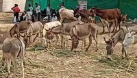पौष पौर्णिमेनिमित्त जेजुरीत का भरतो गाढवांचा बाजार? काय आहे यामागची प्रथा?