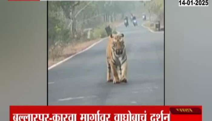 Tiger sighting by passengers on Ballarpur-Karwa route in Chandrapur