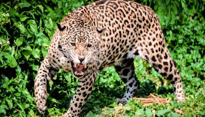  महाराष्ट्रात बिबट्यांची नसबंदी होणार? काँग्रेस आमदाराच्या मागणीनंतर वनमंत्री मोठा निर्णय घेणार