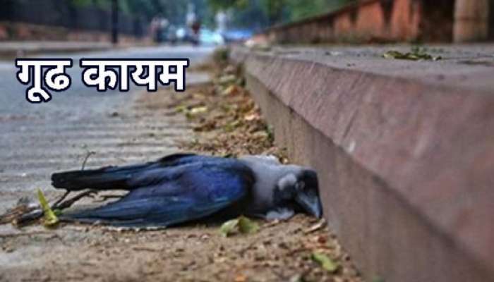 150+ कावळ्यांचा रहस्यमयी मृत्यू.. मान वाकडी होते अन् झाडावरुन..; महाराष्ट्रातील 'या' शहरात भीतीचं वातावरण