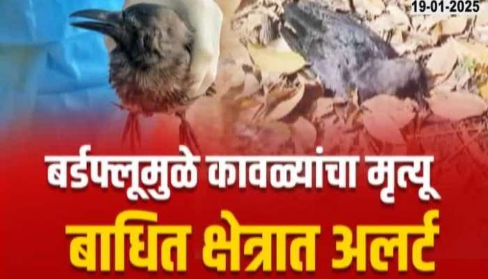 Bird flu crisis is looming over Udgir, crows are dying due to bird flu