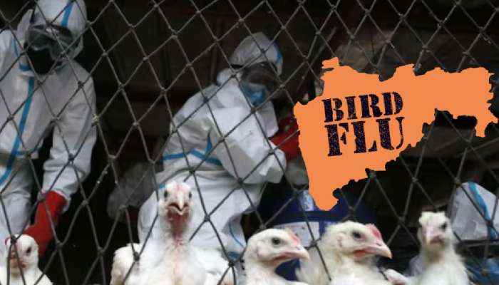 मोठी बातमी! महाराष्ट्रात Bird Flu चा प्रादुर्भाव; प्रशासनाकडून Alert Zone ची घोषणा