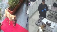 Video : आई ती आई असते! बेशुद्ध पिल्लाला तोंडात धरून ती पोहोचली दवाखान्यात अन् मग...,