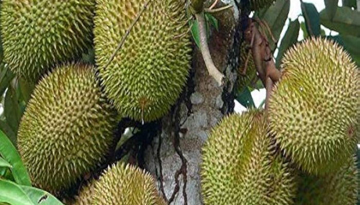 durian fruit, डूरियन फळ, fruit diet, Healthy Diet, Healthy food, डूरियन फळ खाण्याचे फायदे, Health benefits of durian fruit in Hindi, फणस, Benefits Of Eating Jackfruit In Hindi, Benefits Of Jackfruit, Jackfruit benefits hindi, फणसाचे फायदे, kathal ke Fayde,