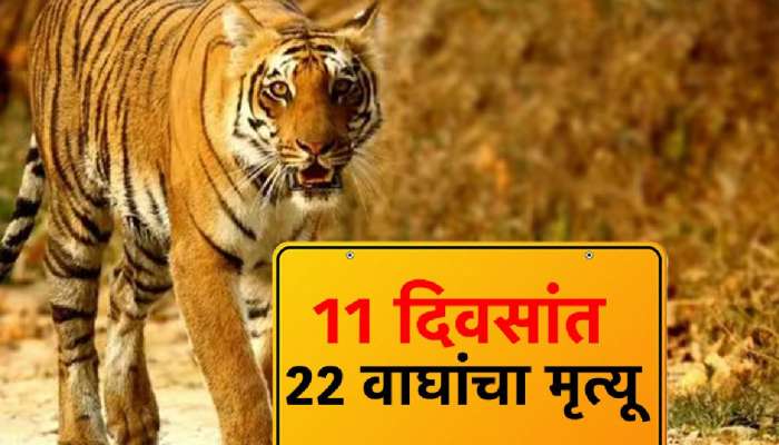 22 दिवसात 11 वाघांचा मृत्यू, वाघांच्या मृत्यूला जबाबदार कोण?