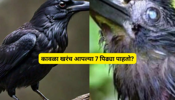 how many years Crow does it live Marathi News