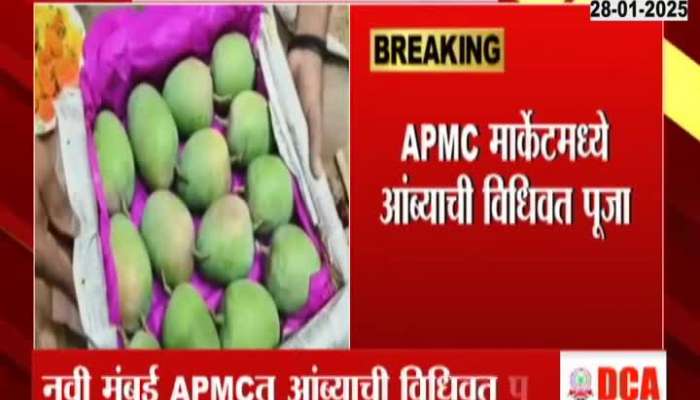 Alphonso Mango Arrives In Navi Mumbai APMC Market