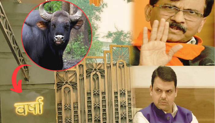 Video : 'वर्षा बंगल्याच्या लॉनमध्ये रेड्याची शिंगे पुरल्याची चर्चा', संजय राऊतांच्या वक्तव्यानं खळबळ 
