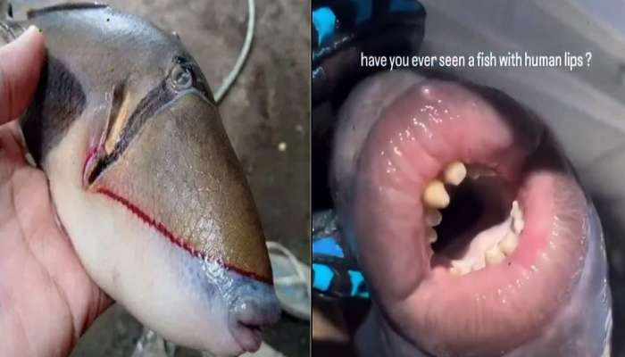 Viral Human Mouth Fish : दातवाला मासा पाहिला असेल पण ओठही अगदी माणसासारखेच!