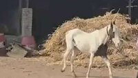 Crime : 8 वर्षांपासून घोडीच्या नशिबी कोर्टाच्या फेऱ्या; श्याम दाभाडे एन