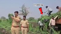 धुळे हादरलं! शेतात सापडला 11 हजार किलो गांजा, किंमत ₹22000000; पोलिसांवर संशय कारण..