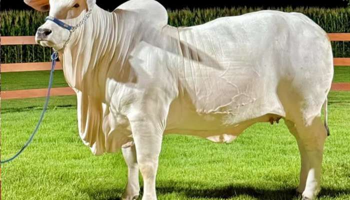 Expensive Cow : किंमत 40 कोटी, पृथ्वीवरील सर्वात महागडी गाय; भारतातील &#039;या&#039; राज्याशी खास कनेक्शन |