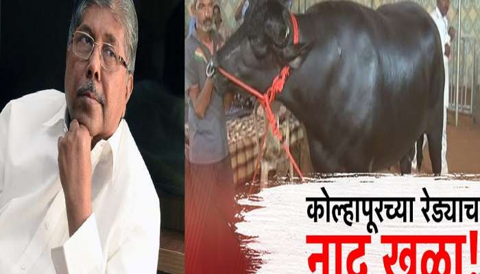 10 कोटीच्या रेड्यामुळे चंद्रकांत पाटील वैतागले; &#039;हा&#039; रेड्याचा विषय नेमका काय आहे?