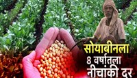 सोयबीनचे बाजारभाव गडगडले, 8 वर्षातील नीचांकी दर; शेतक-यांची चिंता वाढली