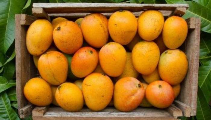हंगाम सुरू होत नाही तोच..., यंदा खवय्ये हापूसला मुकणार हापूस? 40 टक्के उत्पादन...