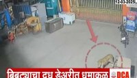 राहाता शहरात बिबट्याचा दूध डेअरीत धुमाकूळ