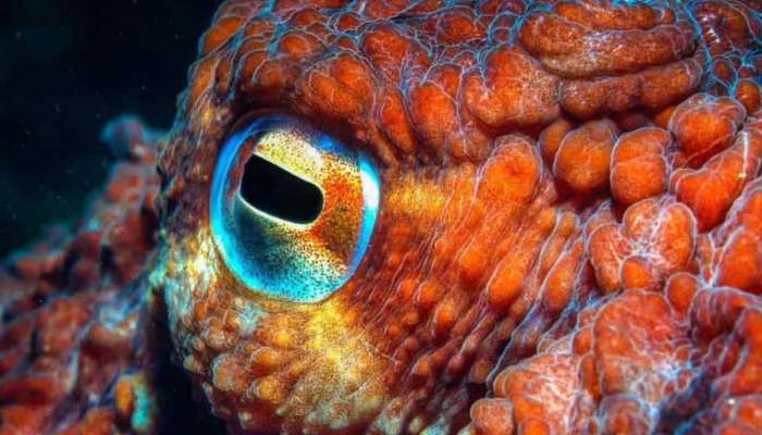 GK : 9 मेंदू असलेला जगातील एकमेव जीव, 99 टक्के लोकांना उत्तर येणारच नाही!