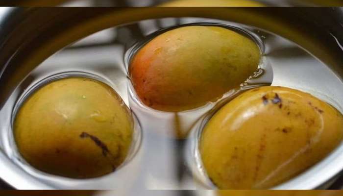 खरा देवगड हापूस ओळखायचा कसा? यापेक्षा सोपी पद्धत नाही, हात न लावताही ओळखाल खरा देवगड हापूस ओळखायचा कसा? यापेक्षा सोपी पद्धत नाही, हात न लावताही ओळखाल