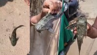 महाराष्ट्रात आढळला दक्षिण अमेरिकेतील मूळ प्रजातीचा दुर्मिळ मासा; सारेच झाले आवाक्!