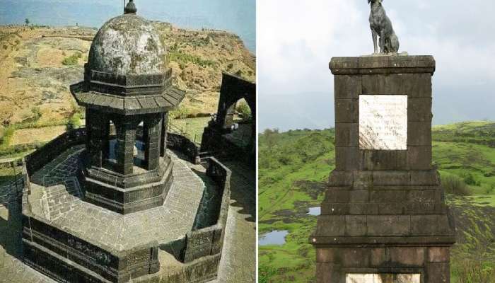   किल्ले रायगडावरील वाघ्या कुत्र्याची समाधी हटवण्याची मागणी; कोणी आणि का केलेय ही मागणी?