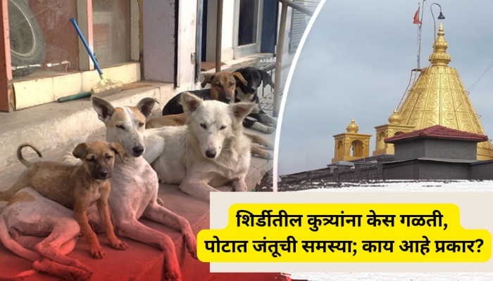 साईनगरीतील कुत्र्यांना केस गळती, पोटात जंतूची समस्या; काय आहे प्रकार? कारण धक्कादायक!