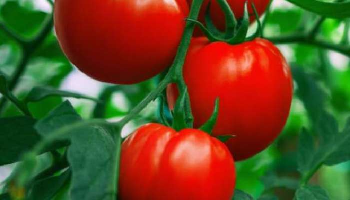 रोज एक ग्लास टोमॅटो ज्यूस प्यायल्याने होतात &#039;हे&#039; 5 फायदे