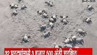वेळासच्या समुद्रात सोडण्यात आली कासवाची पिल्लं