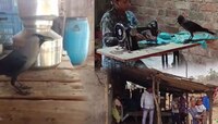 हा पोपट नाही तर कावळा; जो मारतो आई, काका अशी हाक! त्याला पाहण्यासाठी बघ्यांची गर्दी
