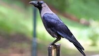 कावळा तब्बल 17 वर्ष लक्षात ठेवतो चेहरा माणसांचा चेहरा! बदला घेतो म्हणजे घेतोच