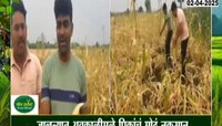 जालन्यात अवकाळी पावसामुळे पिकाचं मोठं नुकसान 