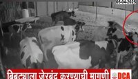 आंबेगावमधील कोंबडी चोर बिबट्या कॅमेऱ्यात कैद 
