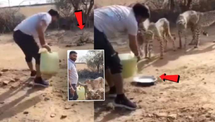तहानलेल्या चित्त्यांना पाणी पाजल्याने गेली नोकरी! कारवाईचं कारण देताना म्हणाले, &#039;चित्त्यांना माणसाच्या...&#039;