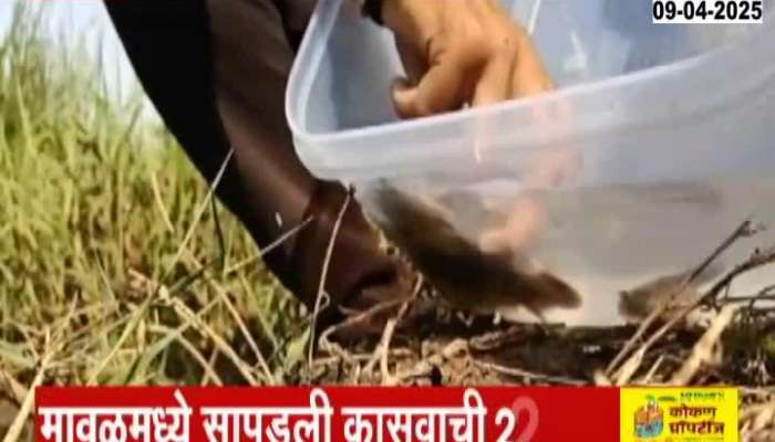 Maval 22 Turtle Rescue in Nature Marathi News 