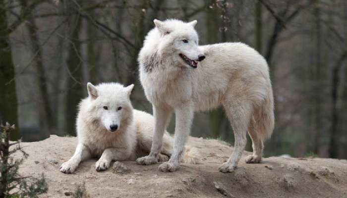 12,000 वर्षांपूर्वी नामशेष झालेल्या 'या' लांडग्यांच्या प्रजातीचे पुनरुज्जीवन!