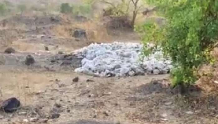 मेलेल्या कोंबड्यांचा खच पाहून गावकरी हादरले, रातोरात...; नाशिकमधील विचित्र घटनेनं घबराट मेलेल्या कोंबड्यांचा खच पाहून गावकरी हादरले, रातोरात...; नाशिकमधील विचित्र घटनेनं घबराट