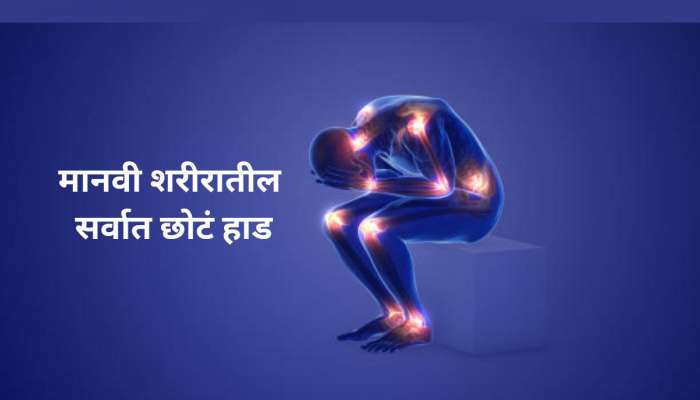शरीराच्या 'या' भागात सर्वात छोटं हाड; 1 इंच लांबी; डॅमेज झाल्यावर आयुष्यभर होईल पश्चाताप शरीराच्या 'या' भागात सर्वात छोटं हाड; 1 इंच लांबी; डॅमेज झाल्यावर आयुष्यभर होईल पश्चाताप