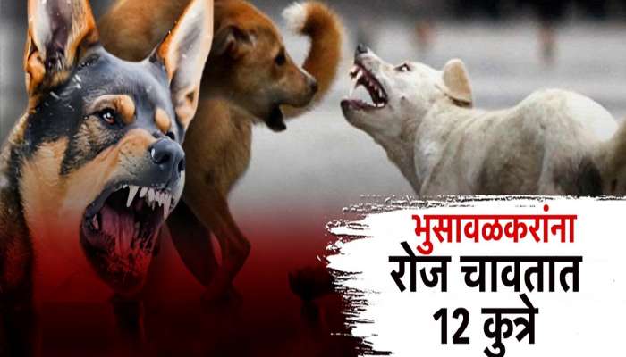 भुसावळमध्ये कुत्र्यांची दहशत, वर्षभरात 4 हजार 477 नागरिकांना कुत्र्यांचा चावा