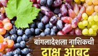 बांगलादेशच्या एका निर्णयामुळे नाशिकमधील द्राक्ष बागायतदार चिंतेत! 