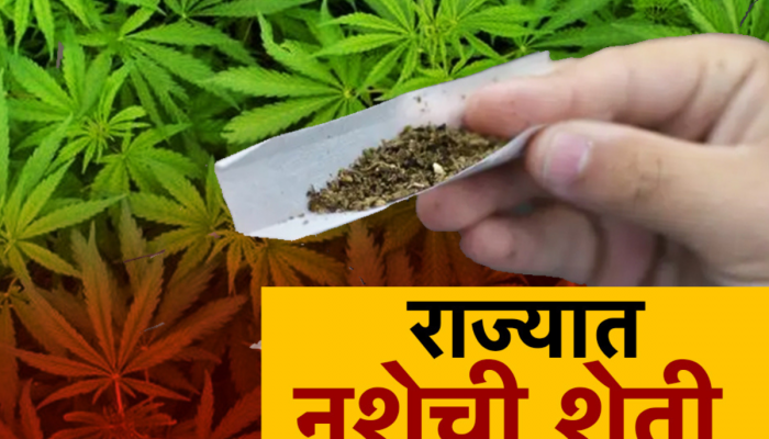 महाराष्ट्रात सुरुय नशेची शेती! सापडलं गांजाचं रॅकेट; पोलीस मुळापर्यंत कधी पोहोचणार? 