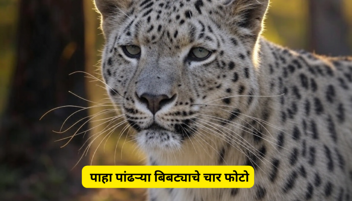 पांढऱ्या रंगाचा बिबट्या तुम्ही पाहिलाय का? रत्नागिरीत आढळला अनोखा बिबट्या, पाहा Exclusive फोटो...