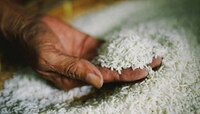बासमती तांदूळ खाताय, सावधान! सुगंधी बासमती देऊ शकतो आजारांना निमंत्रण