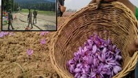 पहलगाम हल्ल्यानंतर 'या' मसाल्याचे भाव वधारले! 50 ग्रॅम सोन्यापेक्षा जास्त महाग आहे 